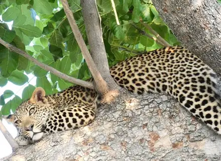 Moremi Game Reserve