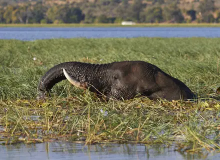 Kasane National Park