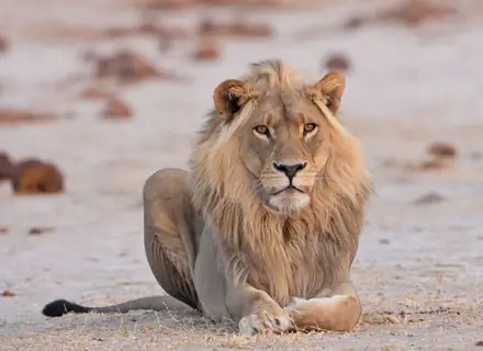 Nxai Pan National Park