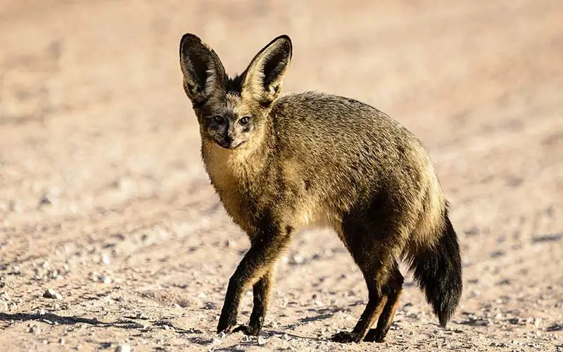 Central Kalahari Game Reserve