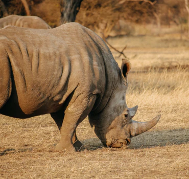 12 Days Unforgettable Botswana Tour