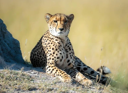 5 Days Wildlife and Namib Desert Tour