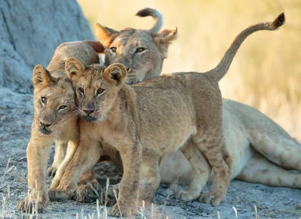 14 Days Standard Classic Namibia Tour