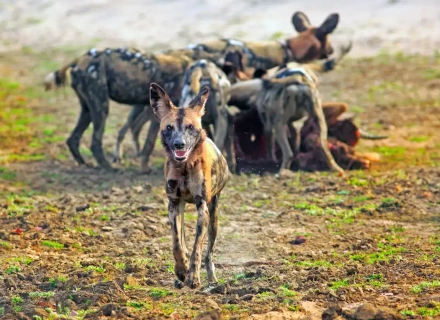 13 Days Wildlife and Namib Desert Tour